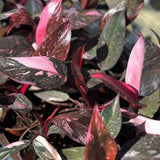 Live Plants - Philodendron Pink Princess
