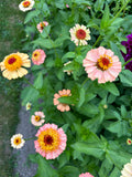 West Coast Seeds - Zinnia - Zinderella Peach