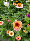 West Coast Seeds - Zinnia - Zinderella Peach