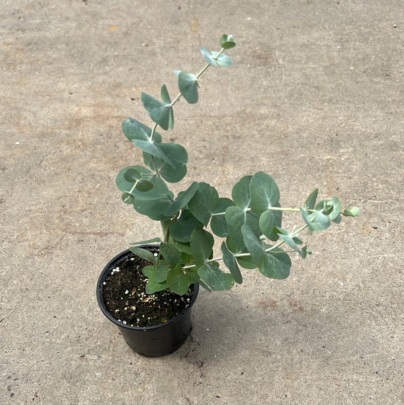 Live Plants - Eucalyptus Silver Dollar/Baby Blue