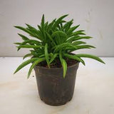 Live Plants - Peperomia Ferreyrae (Happy Bean Plant)