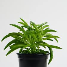 Live Plants - Peperomia Ferreyrae (Happy Bean Plant)