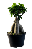 Potted bonsai tree on a white background