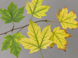 Red Maple showing Iron Deficiency