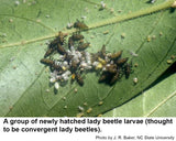 AVAILABLE FOR 2025! Ladybugs