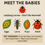 Infographic of ladybug life cycle stages with text 'Meet the Babies' and 'Ladybug Larvae - Don't Be Alarmed!'.