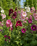Colorful hollyhock flowers in a garden setting