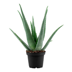 Live Plants - Aloe