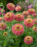 Pink zinnia flowers in a garden setting with green leaves.