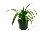 Live Plants: Spider Plant (Green)