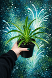 Live Plants: Spider Plant (Green)