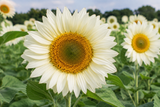 West Coast Seeds - Sunflower - Procut White Lite - FL4050