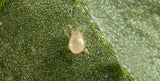 MAY 20th: Predatory Mites - SWIRSKI - Beneficial Insects