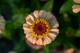 West Coast Seeds - Zinnia - Zinderella Peach