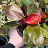 Hand holding a potted plant with red flower amidst other plants