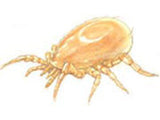 Cucumeris (In Store Pickup Only!) - IncrediGrow, biological, control, kukumeris, mite, mites, pest, spidermite 