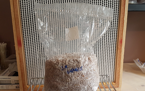 Mushroom Grow Bags - 50x32 CM - IncrediGrow,  