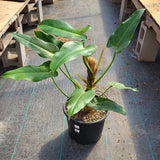 Live Plants - Philodendron