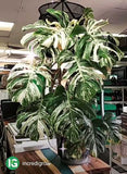 Live Plants - Philodendron