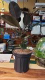 Ficus Elastica Burgundy