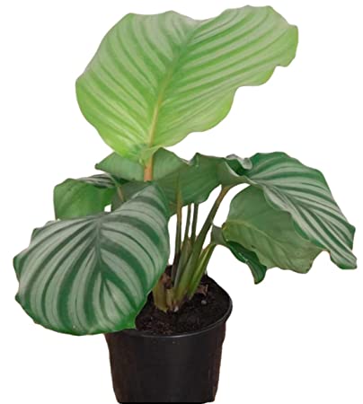 CLEARANCE: Live Plants - Calathea Orbfolia