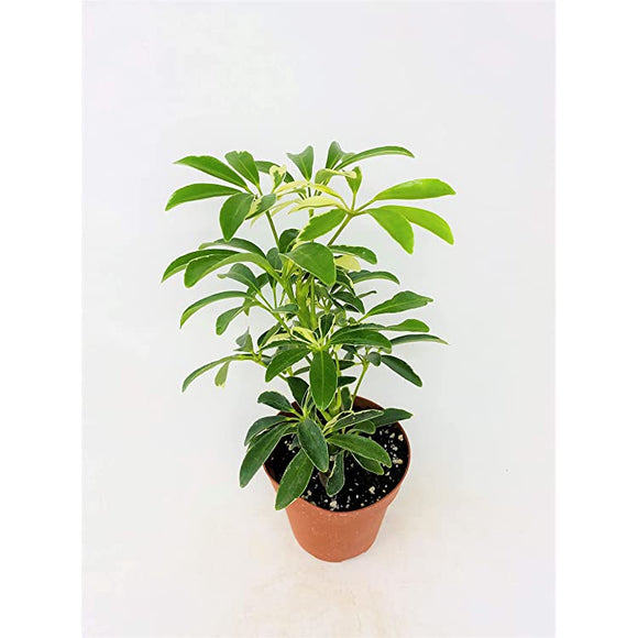 Live Plants - Schefflera