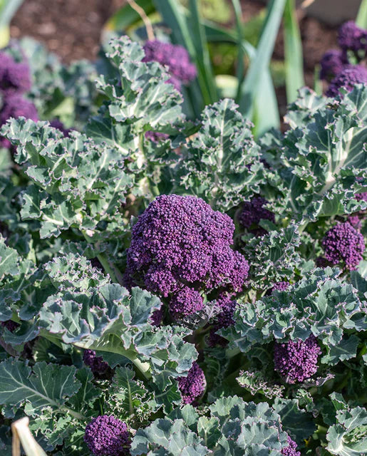 West Coast Seeds - Santee F1 (Coated) Certified Organic (25 Seeds)