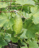 West Coast Seeds - CUCUMBER - Homemade Pickles