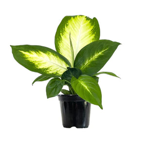 Live Plants - Dieffenbachia Mariana
