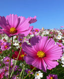 West Coast Seeds - Mini Cosmos Blend