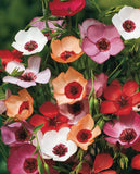 West Coast Seeds - LINUM - Charmer Extra Mix