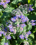 West Coast Seeds - Borage