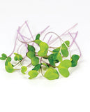 West Coast Seeds - Microgreens -  Kohlrabi