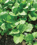 West Coast Seeds - Wild Bergamot
