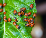Lady Bugs (In-Store Pickup Only) - IncrediGrow, aphid, beetle, beneficial insect, bugs, eat, infest, lady bug, ladybug, larve, mite, predator, scale, thrip, white fly, whitefly Natural Products