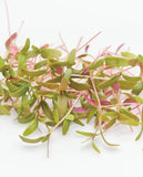 West Coast Seeds - Microgreens - Amaranth