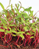 West Coast Seeds - Microgreens - Chard