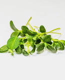 West Coast Seeds - Microgreens - Fenugreek Certified Organic