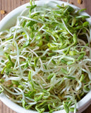 West Coast Seeds - Microgreens - Fenugreek Certified Organic