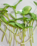West Coast Seeds - Microgreens - Sunflower