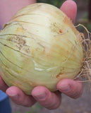 West Coast Seeds - ONION - Ailsa Craig