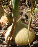 West Coast Seeds - ONION - Ailsa Craig