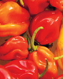 West Coast Seeds - Habanero (55 Seeds)