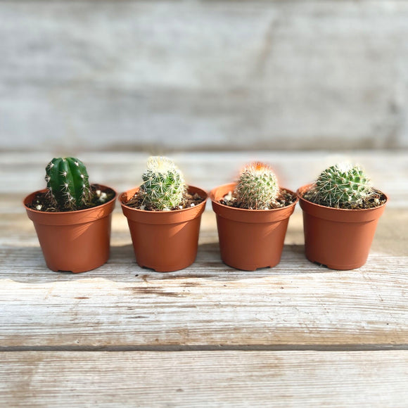 Live Plants - Assorted Cactus