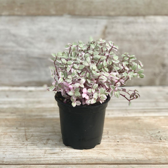 Live Plants - Tradescantia / Callisia repens / Wandering Dude