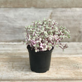Live Plants - Tradescantia / Callisia repens / Wandering Dude