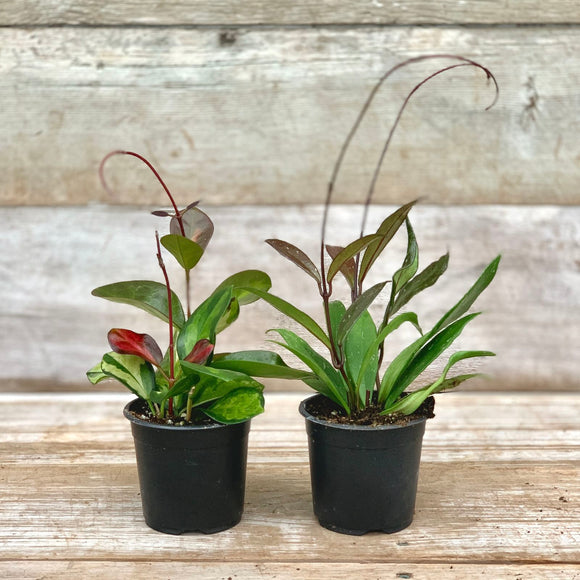 Live Plants - Hoya