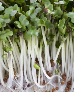 West Coast Seeds - Broccoli Certified Organic