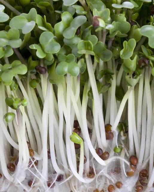 West Coast Seeds - Broccoli Certified Organic