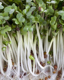 West Coast Seeds - Broccoli Certified Organic